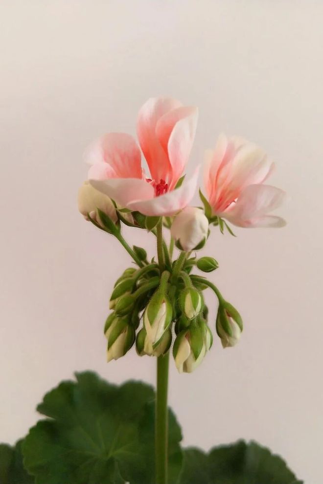 就被抢空的牌子这次居然100+就能拥有AG真人国际网站真爱大牌返场 一上线(图45)